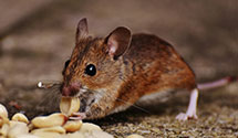 24 Hour & Emergency Exterminators in Gilroy, CA